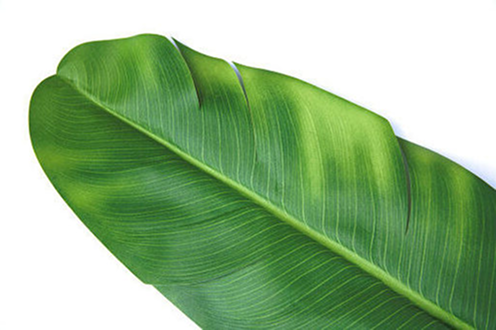 Leaf